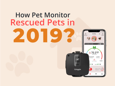 How-Pet- Monitor-4G-Rescued Pets-in-2019